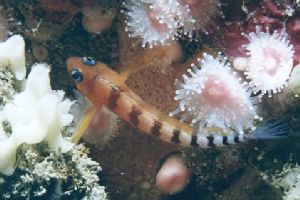 Taken in 7m off the local dive shop on the south coast of... by Andrew van der Voort 